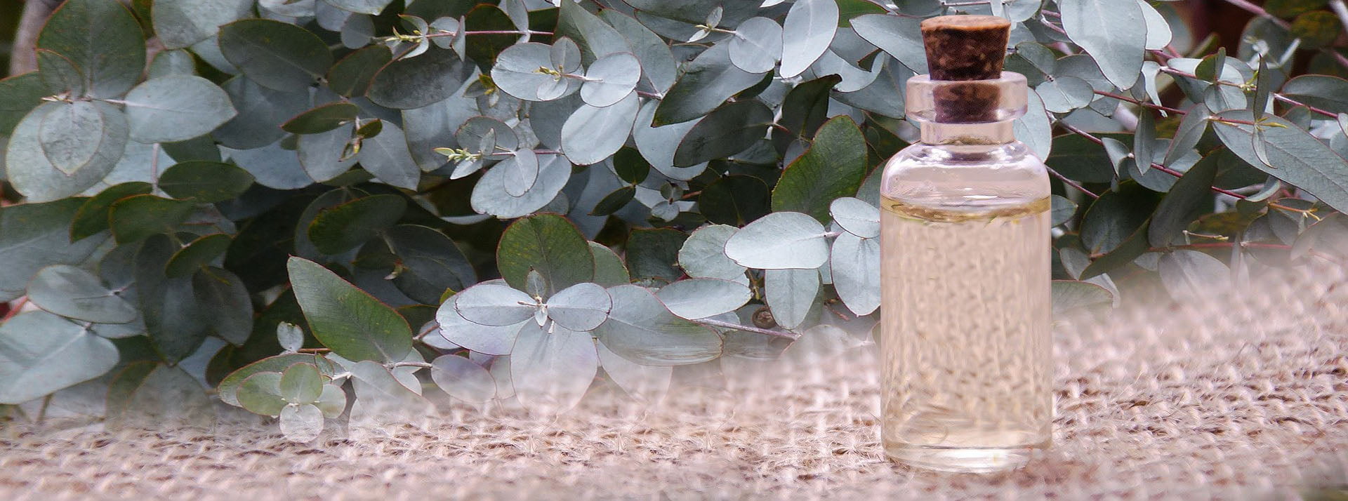 Eucalyptus Essential Oil